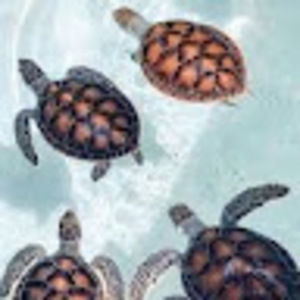 Meet your Posher, Julianna